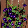 30+ Seeds| Knowlians Black Morning Glory Seeds- Ipomoea Climbing Vine Fast Growing Annual Flower with Colorful Blooms for Garden Trellis Fence, Attracts Hummingbirds And Butterflies #F018