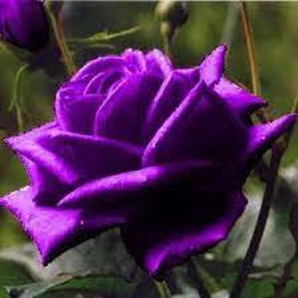 Dark Purple Rose Bush Seeds, 30 seeds