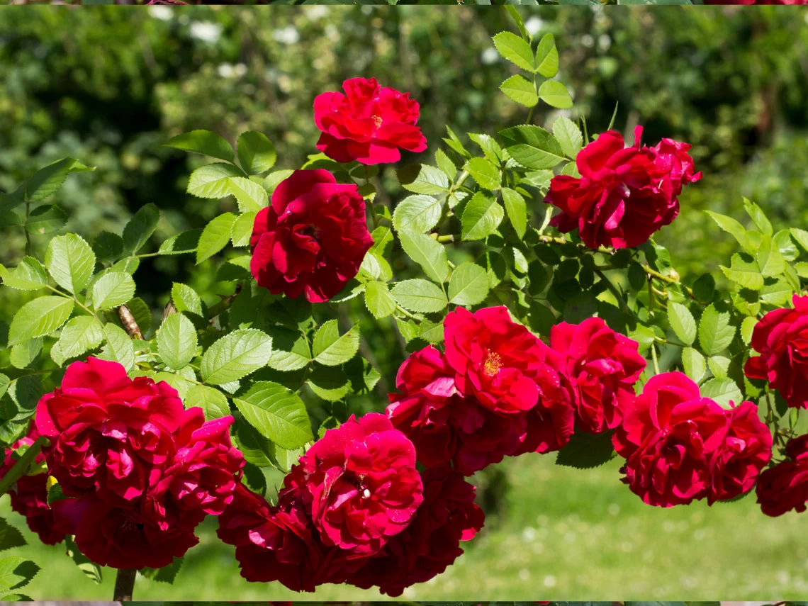 30 Rare seed | Red Climbing Rose Seed Flower
