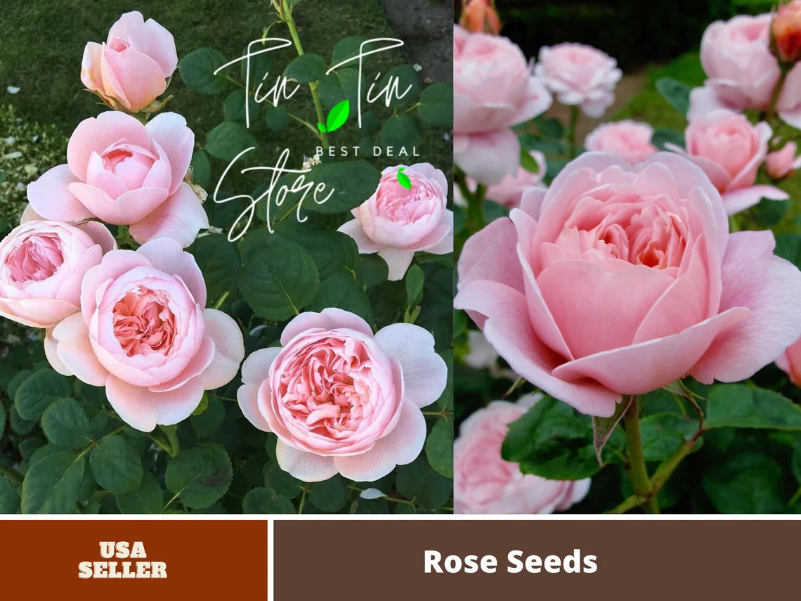Queen of Sweden English Rose Seeds, 30 seeds