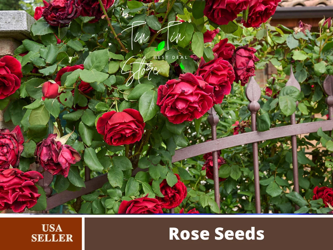 rose seeds gardening 30 Rare seed-Ketchup & Mustard Rose Bush#1096-Authentic Seeds-Flowers-Seeds-Rose seeds-Herb seeds-Vegetable Seeds-Mix Seeds for Plant- B3g1
