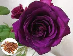 Dark Purple Rose Perennial Flower Seeds, 30 seeds