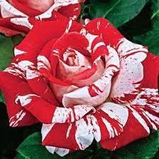 Red Dragon Rose Seed Flower, 30 seeds