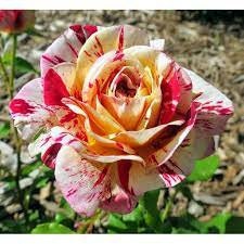Bush Red Yellow Seeds, 30 seeds