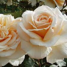 Champagne Rose Seeds, 30 seeds