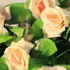 Champagne Rose Seeds, 30 seeds