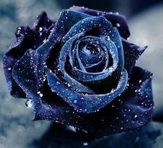 Midnight Supreme Rose Seed, 30 seeds