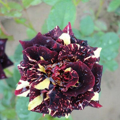 30 Rare Seeds-Black Dragon Rose Seed For Planting #1069