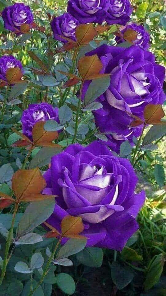 purple rose bush seeds Pemdasgarden 30 Perennial Blue Rose Plant Seeds