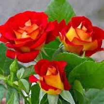 Ketchup & Mustard Rose Bush Seeds, 30 seeds