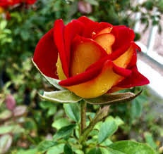 Ketchup & Mustard Rose Bush Seeds, 30 seeds