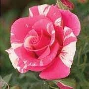 Candyland Rose Seeds, 30 seeds