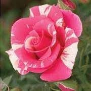 30 Rare seed-Candyland Rose Seed Pink White Rare-#1099