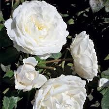 White Climbing Rose Seed, 30 seeds