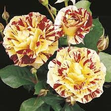 Bush Red Yellow Seeds, 30 seeds