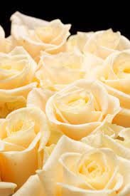 Champagne Rose Seeds, 30 seeds