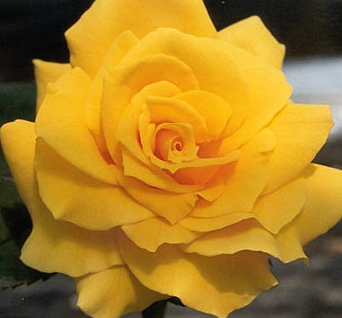 Midas Touch Rose Seeds, 30 seeds