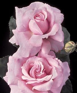 30 Seeds| Memorial Day rose (Pink Hybrid Tea Rose) seeds #1403