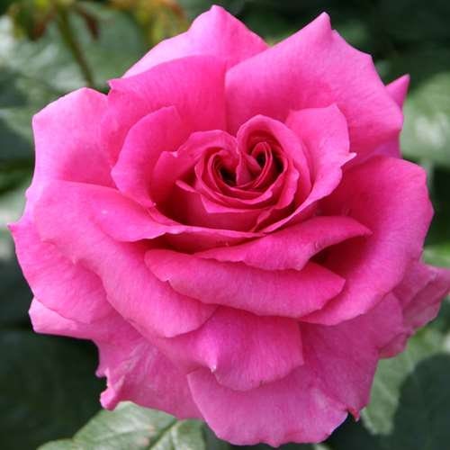 Pretty Lady Rose Seeds, 30 seeds