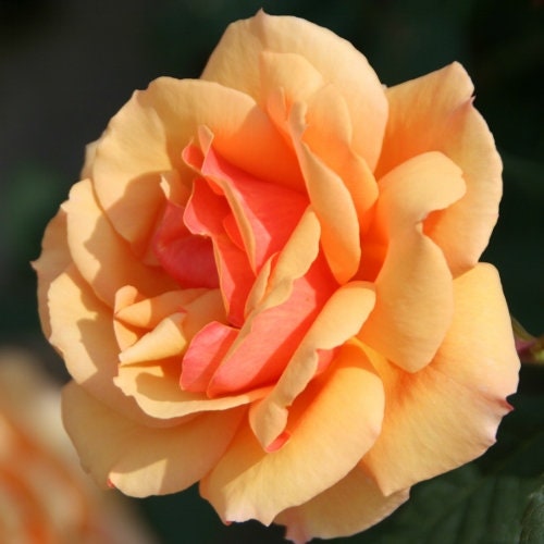 About Face Rosa Grandiflora Rose Seeds, 30 seeds