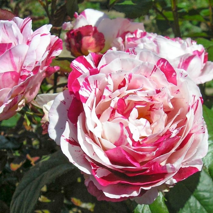 Scentimental Rose Seeds, 30 seeds