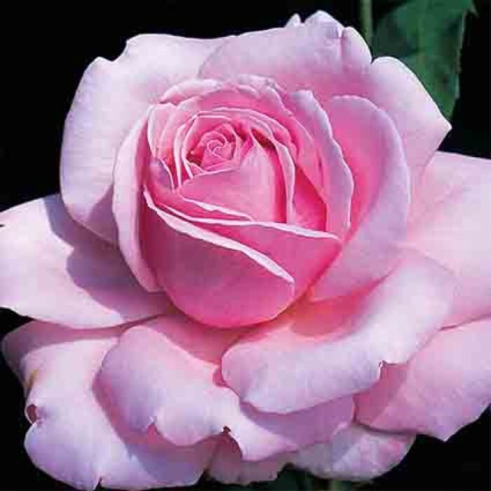 Memorial Day Rose (Pink Hybrid Tea Rose) Seeds, 30 seeds