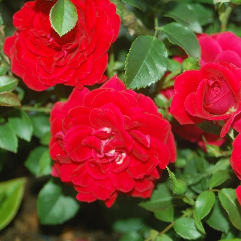 Paint the Town Rose Seeds, 30 seeds