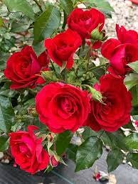 Paint the Town Rose Seeds, 30 seeds