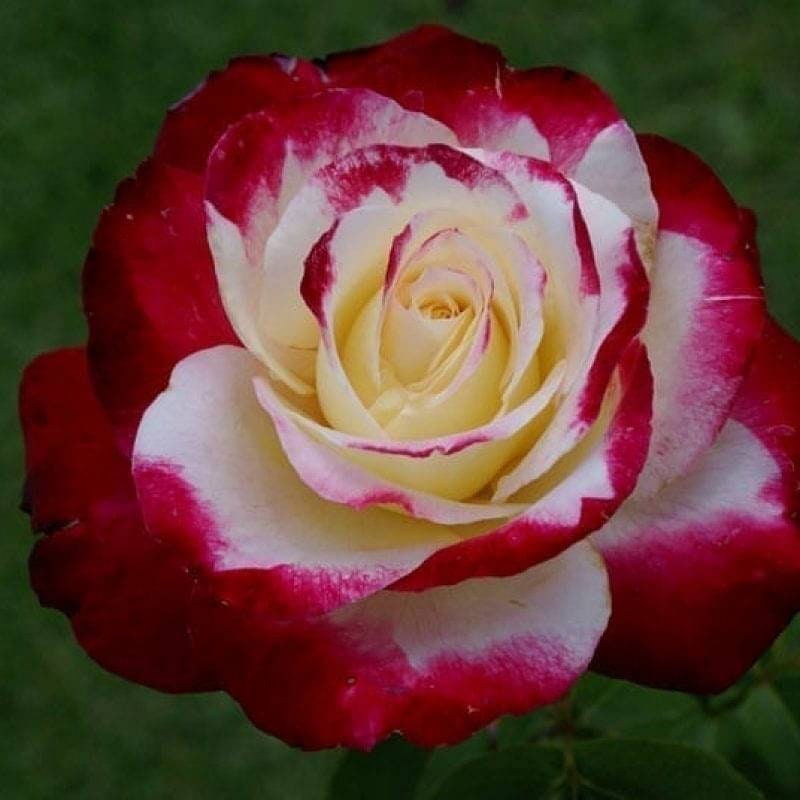 Hybrid Tea Seeds - Red, White, 30 seeds