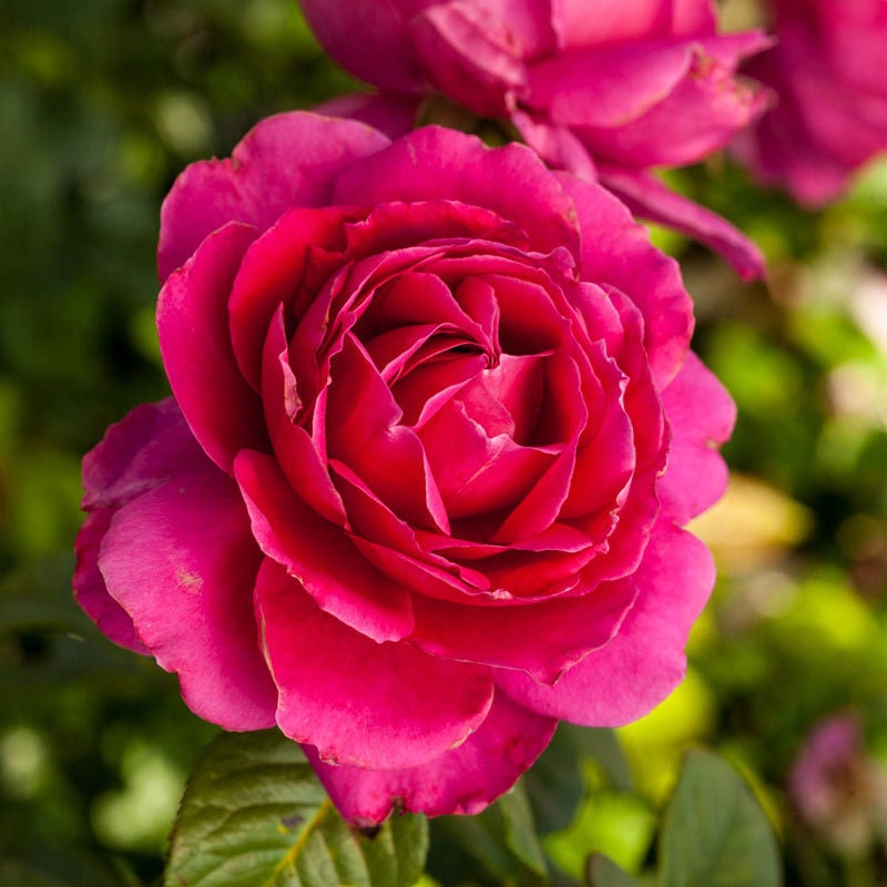 Pretty Lady Rose Seeds, 30 seeds