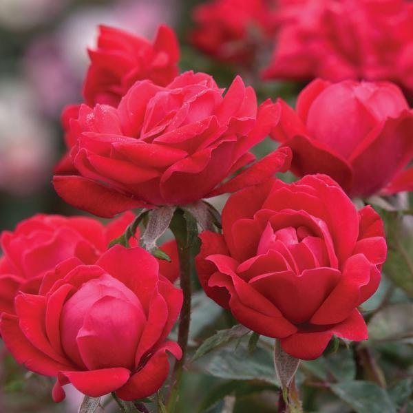 Cherry Red Double Knockout Rose Seeds, 30 seeds