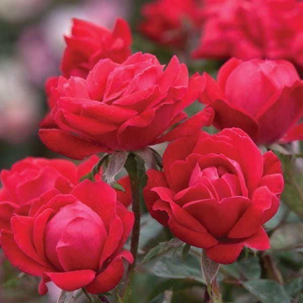 30 Seeds| Cherry red double knockout rose seeds #1408