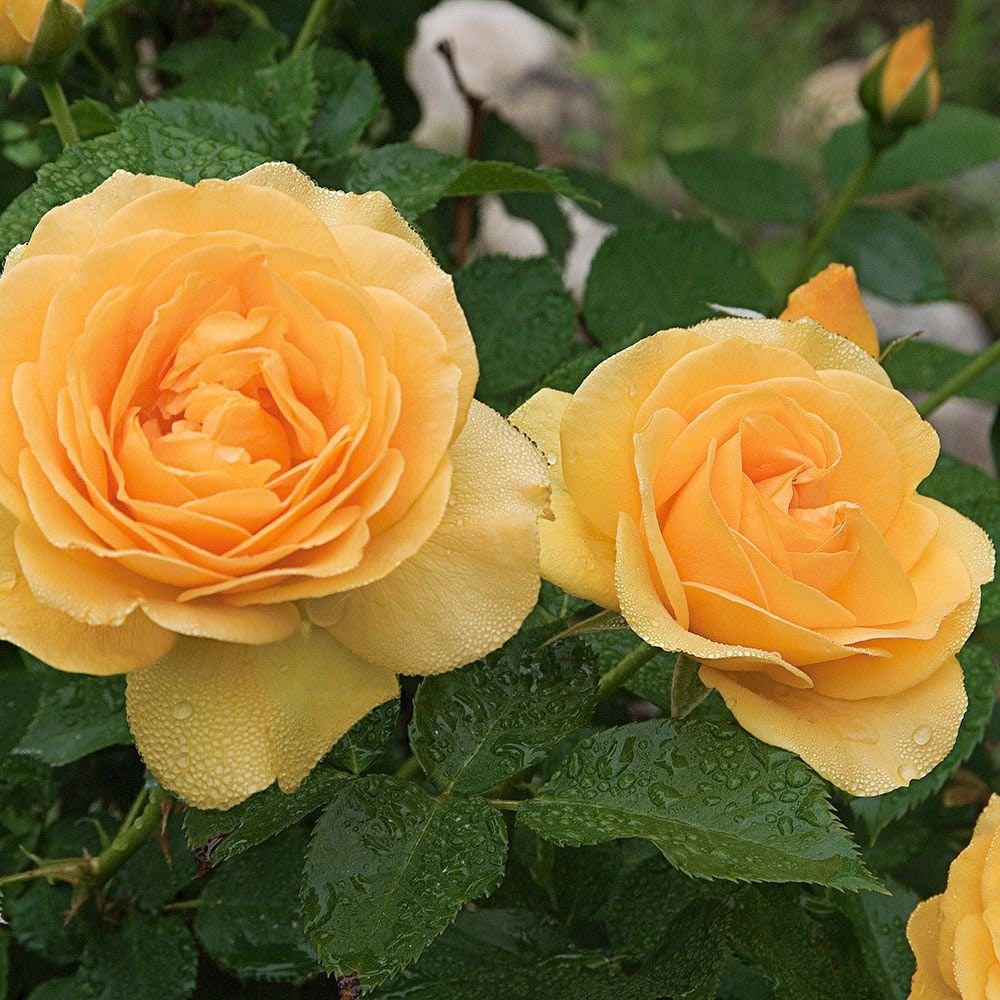 Julia Child Rosa Floribunda Rose Seeds, 30 seeds