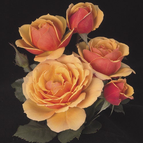 About Face Rosa Grandiflora Rose Seeds, 30 seeds