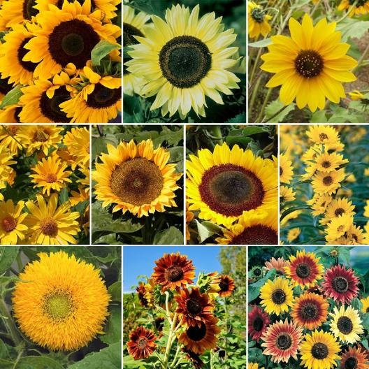 25+ Seeds-Sunflower Mixture Sunflower Seed #E001