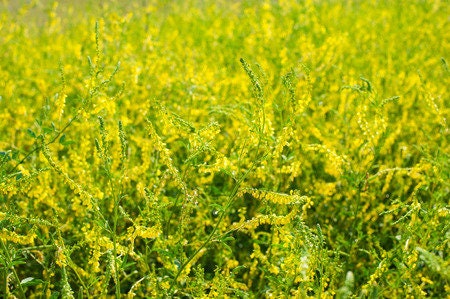 Yellow Blossom Sweet Clover Seeds, 40+ seeds