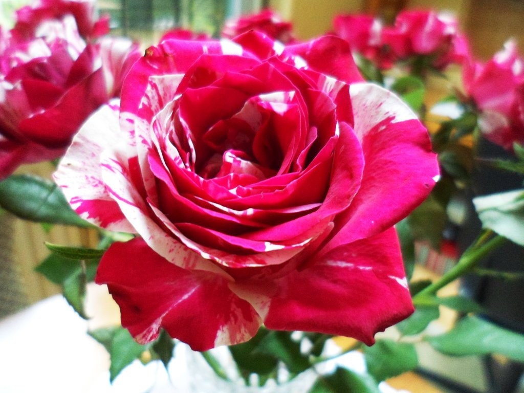 Pink Dragon Rose Bush Flower Seeds, 30 seeds