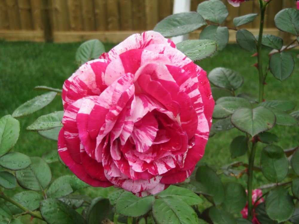 Pink Dragon Rose Bush Flower Seeds, 30 seeds