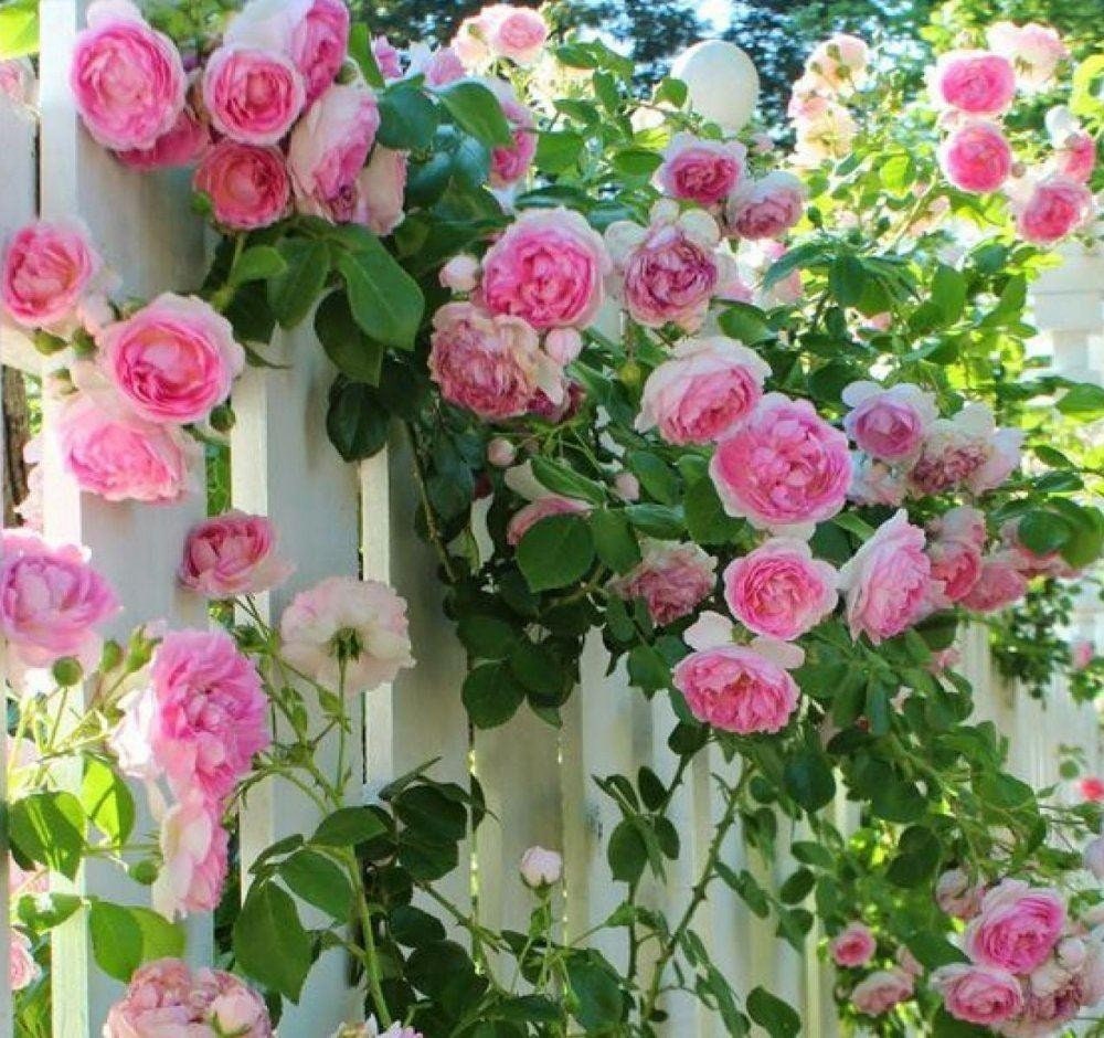 pink rose bush seeds 30 Rare Seeds| English Shrub Munstead Wood Rose Bush Flower Seeds #1134 |buy 4 GET 1 Free|, Pink