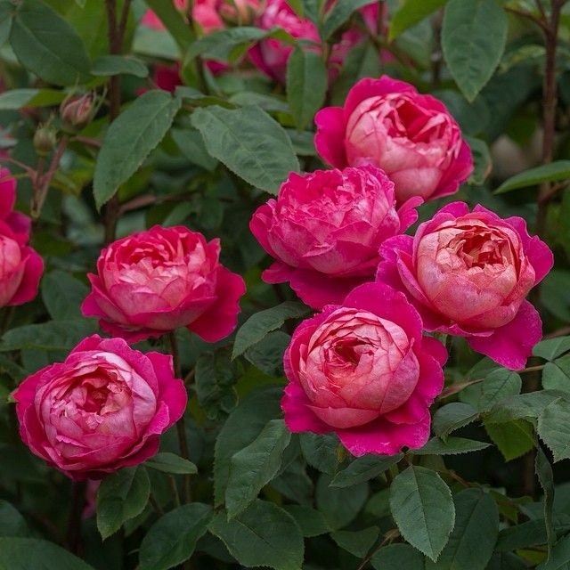 Benjamin Britten Rose Bush Flower Seeds, 30 seeds