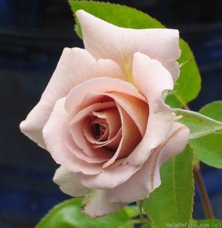 Hybrid Tea Spiced Coffee Rose Bush Flower Seeds, 30 seeds