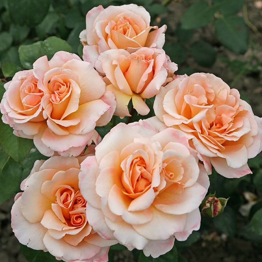 Rose Bush Flower Seeds, 30 seeds