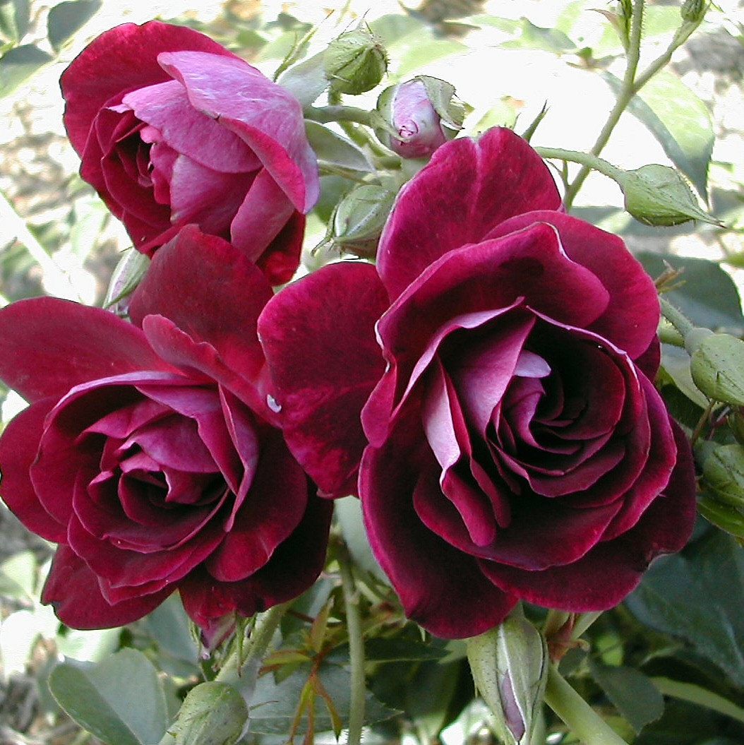Burgunry Climbing Rose Seeds, 30 seeds