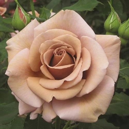 Brown Rose Seeds, 30 seeds