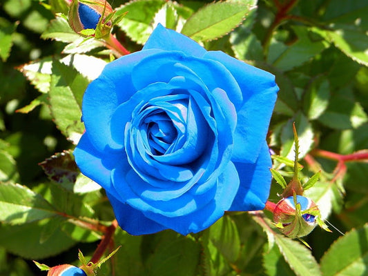 Light Blue Rose Seeds, 30 seeds