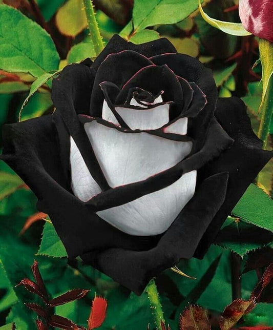 Black Heart White Rose Flower Seeds, 30 seeds