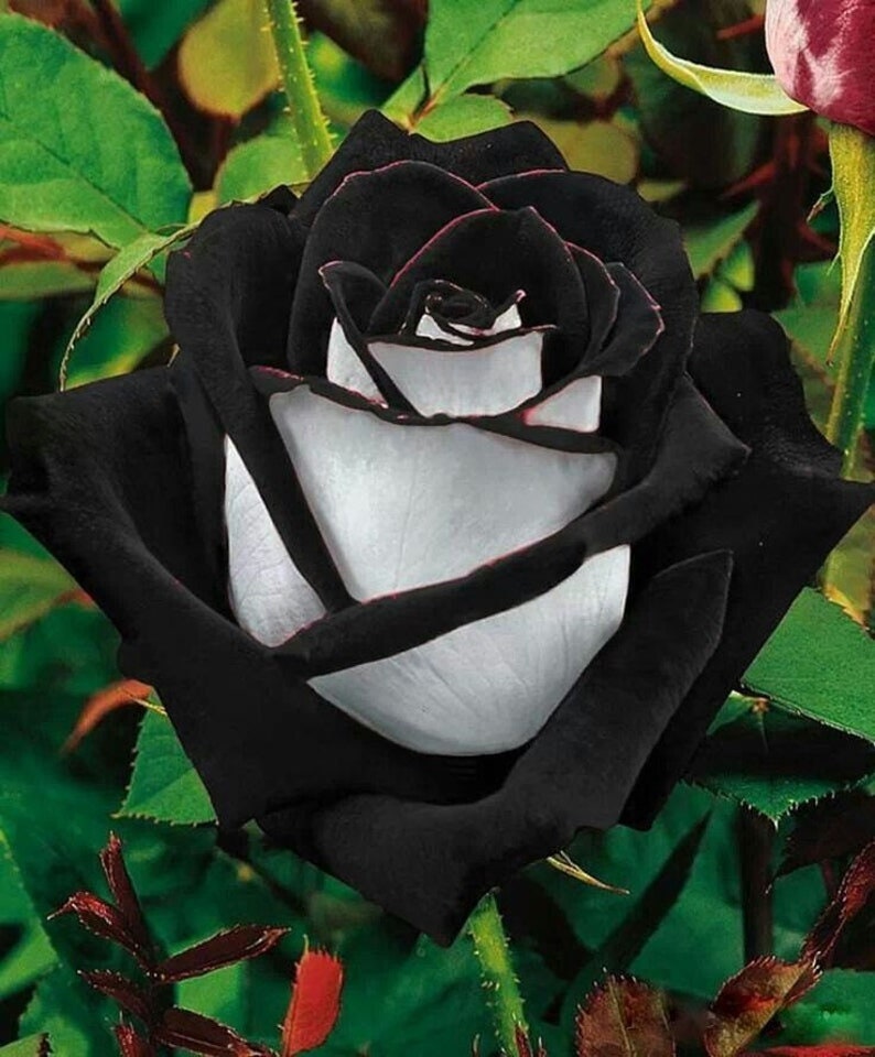 30 Rare Seeds| Black heart white rose flower seeds#1135