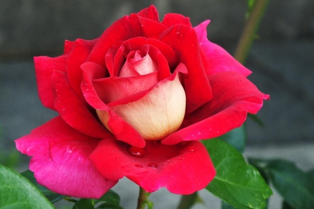 Flaming Peace Rose Seeds, 30 seeds