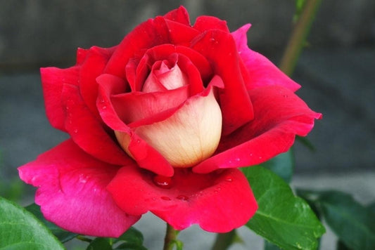 Flaming Peace Rose Seeds, 30 seeds