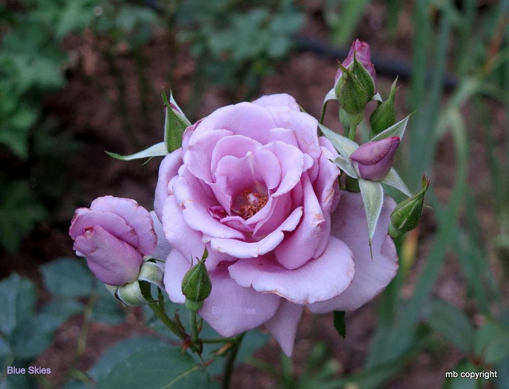Rose 'Blue Sky' Lilac-Blue Fragrant Rose Seeds, 30 seeds